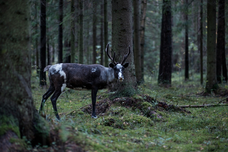 A reindeer with big horns walks through a dark forest in autumn.の写真素材