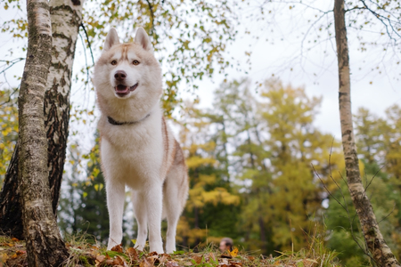 A gingerly Siberian Siberian husky stands and looks ahead.の写真素材