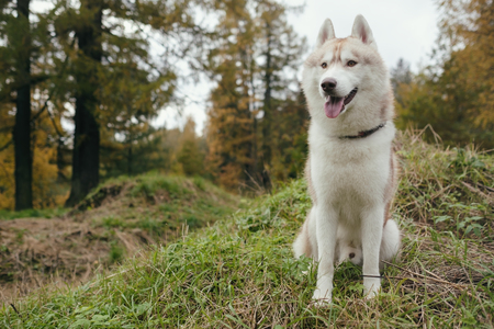 A gingerly Siberian Siberian husky stands and looks ahead.の写真素材