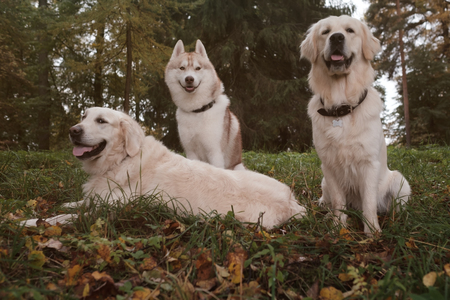 Three dogs Siberian Husky and Golden Retrievers are sitting in autumn park restingの写真素材