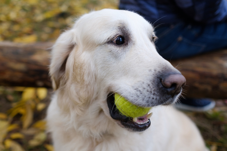 A handsome young Golden Retriever dog ready to play baseball. He is holding the ball in his mouth.