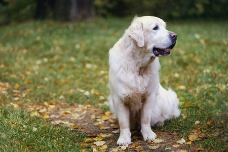Adorable golden retriever sitting on green grass, outdoors.の写真素材