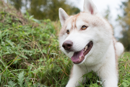 Siberian Husky unusual red color looks up is waiting for command or delicious treats during walkの写真素材