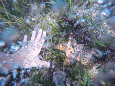 Underwater photo of woman hand trying to take an orange starfish. Photo made on action camera.の写真素材
