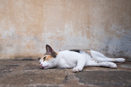Lazy young cat lying on the ground and looking asideの写真素材
