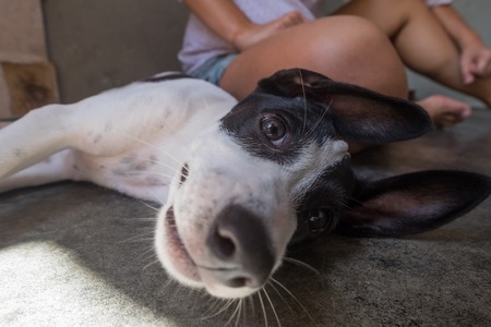funny puppy with big ears and nose resting on groundの写真素材