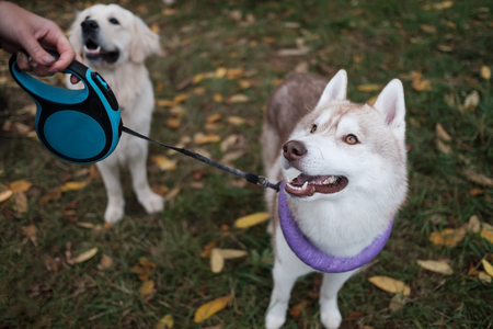 Dogs on walk in autumn park. They are waiting for owner command.の写真素材