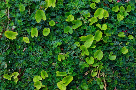 Natural background with green leaves.の写真素材
