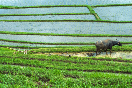 Black buffalo resting after work on rice plantation. Ecological harvesting in Baliの写真素材