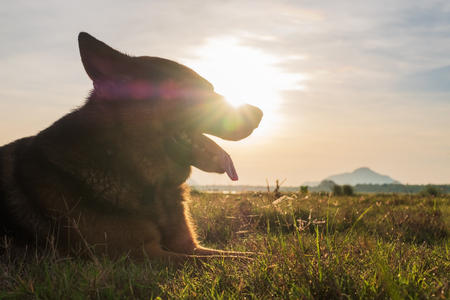 German Shepherd walking in early morning on summer meadow.の写真素材