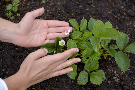 Flowers of strawberry in garden. Caucasian