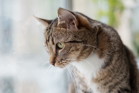 Curious tabby cat sitting and looking at window