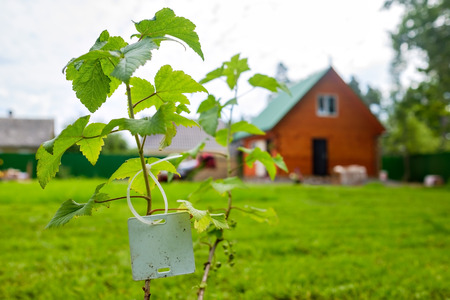 Small fruit tree on background of summer house
