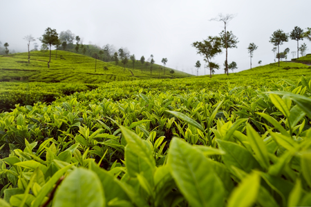 Green tea bud and fresh leaves. Tea plantations in Sri Lanka. Close up viewの写真素材