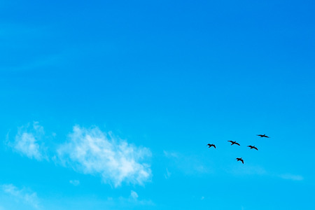 Flock birds flying in the blue sky. Migratory birdsの写真素材