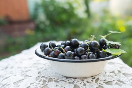black currant in small plate on table in summer gardenの写真素材