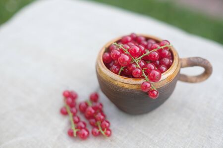 Red currant berries in small cup on table in soft sun light.の写真素材