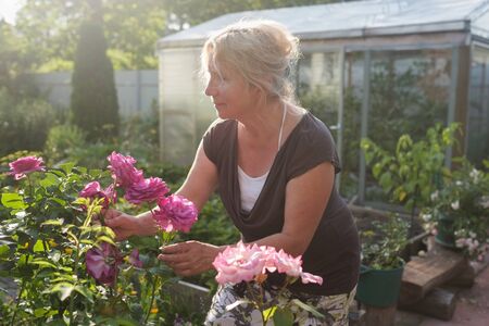 Excited mature caucasian female gardener caring blossoming bush roses in yard
