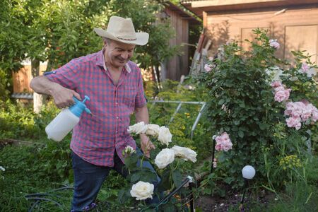 Senior man in hat with can watering roses in garden
