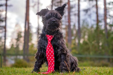Miniature black schnauzer walking outdoor waiting for his owner on the yard.の写真素材