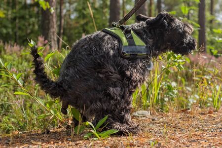 Black dog miniature black schnauzer pooing during walk