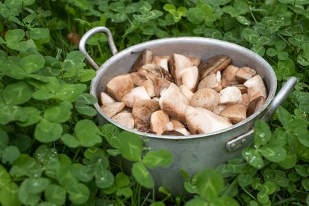 Raw delicious boletus edulis mushrooms in pan