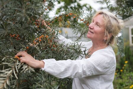 Mature caucasian woman checking sea buckthorn on tree
