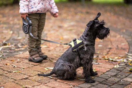 Girl holding leash with small black schnauzer. Kid walking with hi dog.の写真素材
