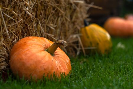 Colorful pumpkins on rustic wooden background. Decor element for Halloween or harvest autumn conceptの写真素材