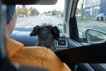 Sitting in car with dog driving on road trip. Enjoy travel with your pet concept.
