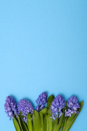 Blue hyacinth as spring gift on blue background. Top viewの写真素材