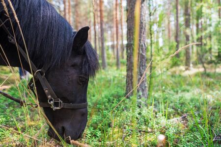 The horse is eating grass close up view. No people around.の写真素材