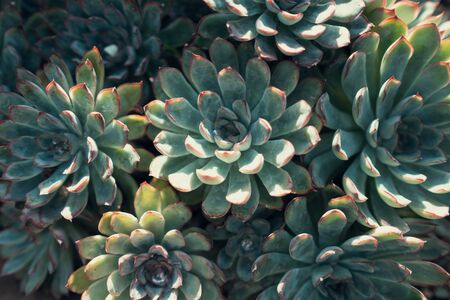 Succulent flower Sempervivum top view.の写真素材