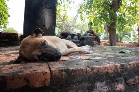 Homeless dog sleeping on street in Thailandの写真素材