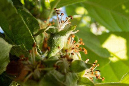 Apple tree blooms after pollination close upの写真素材