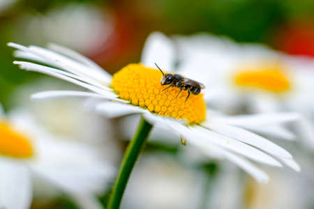 Insect on flower in macro photography. Macro view