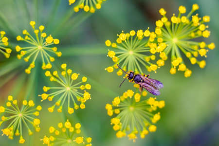 Closeup of dill flower at the gardenの写真素材