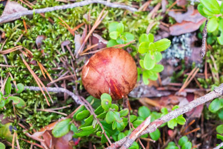 Mushroom Leccinum Aurantiacum with orange caps at the forest