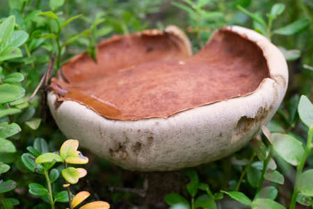Mushroom Leccinum Aurantiacum with orange caps at the forest