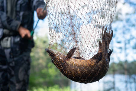 Man holding a landing net with a pike