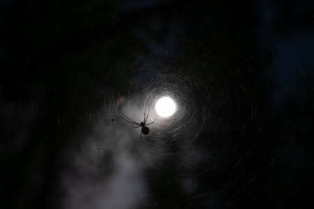 Small spider and web on sun light background.の写真素材