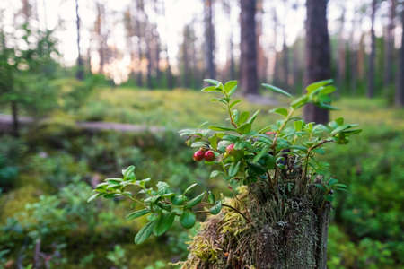 Vegetation in the forest. View on mossの写真素材