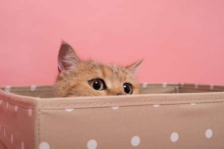 Shy british cat in a box hiding from ownerの写真素材
