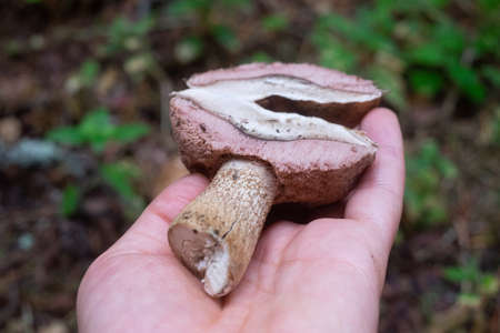 The uneatable bitter bolete mushroom Tylopilus felleus