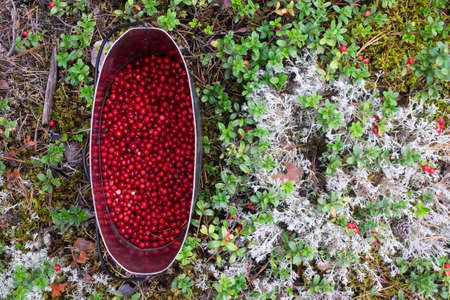 Metal pot filled with red fresh cowberries.の写真素材