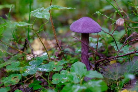 Purple mushroom or Cortinarius violaceus in wood.の写真素材