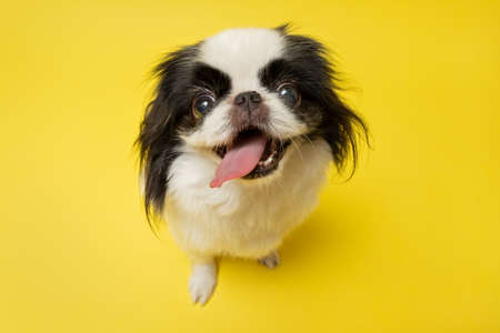 Cute japanese Chin against yellow background. Studio shotの写真素材