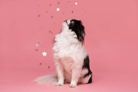 Japanese Chin looking on star confetti against pink backgroundの写真素材