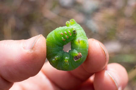 Caterpillar of Eyed Hawk moth. Close up viewの写真素材
