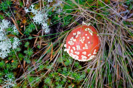 Small fly mushroom with white spots in the grass.